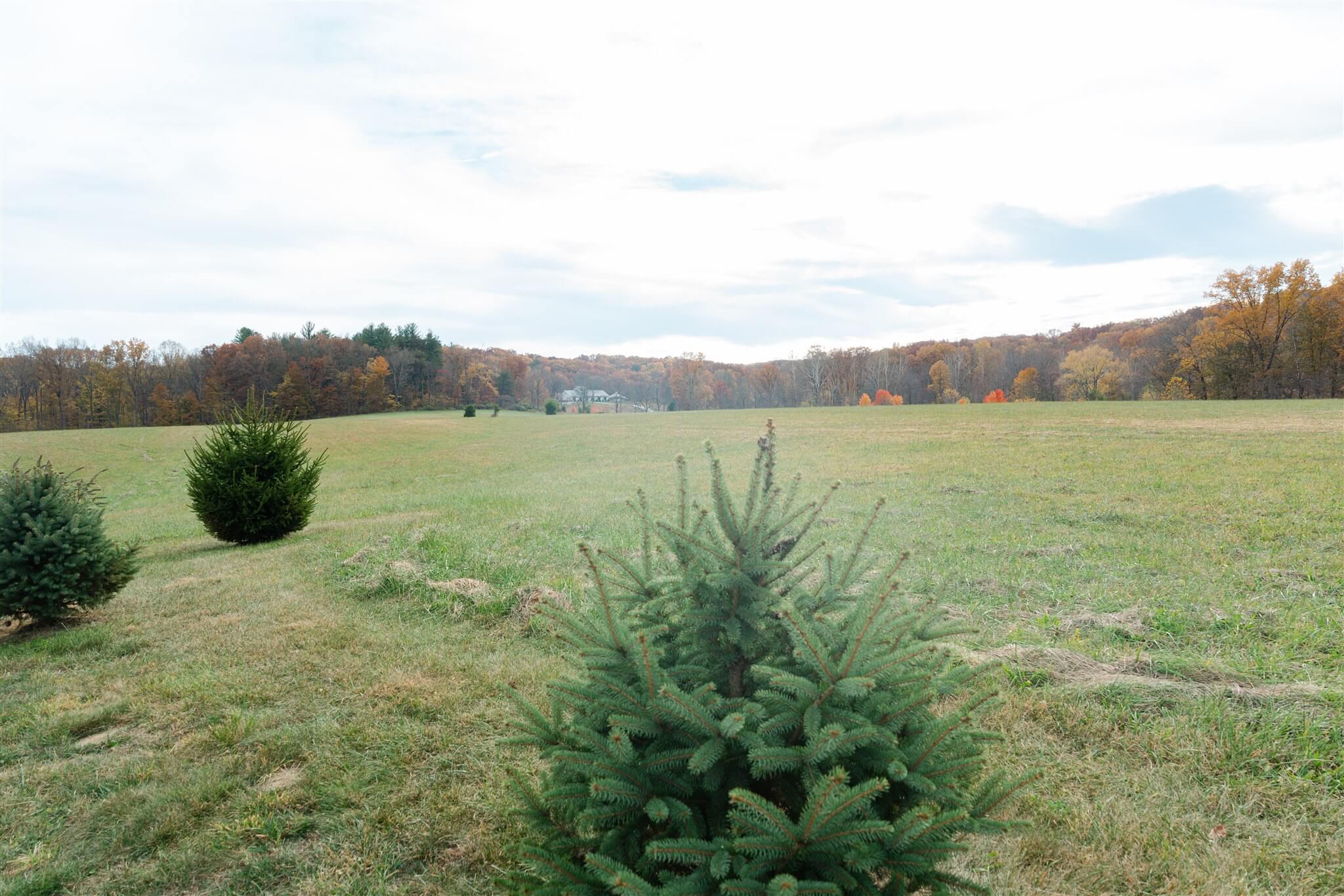 Rolling field with evergreen trees