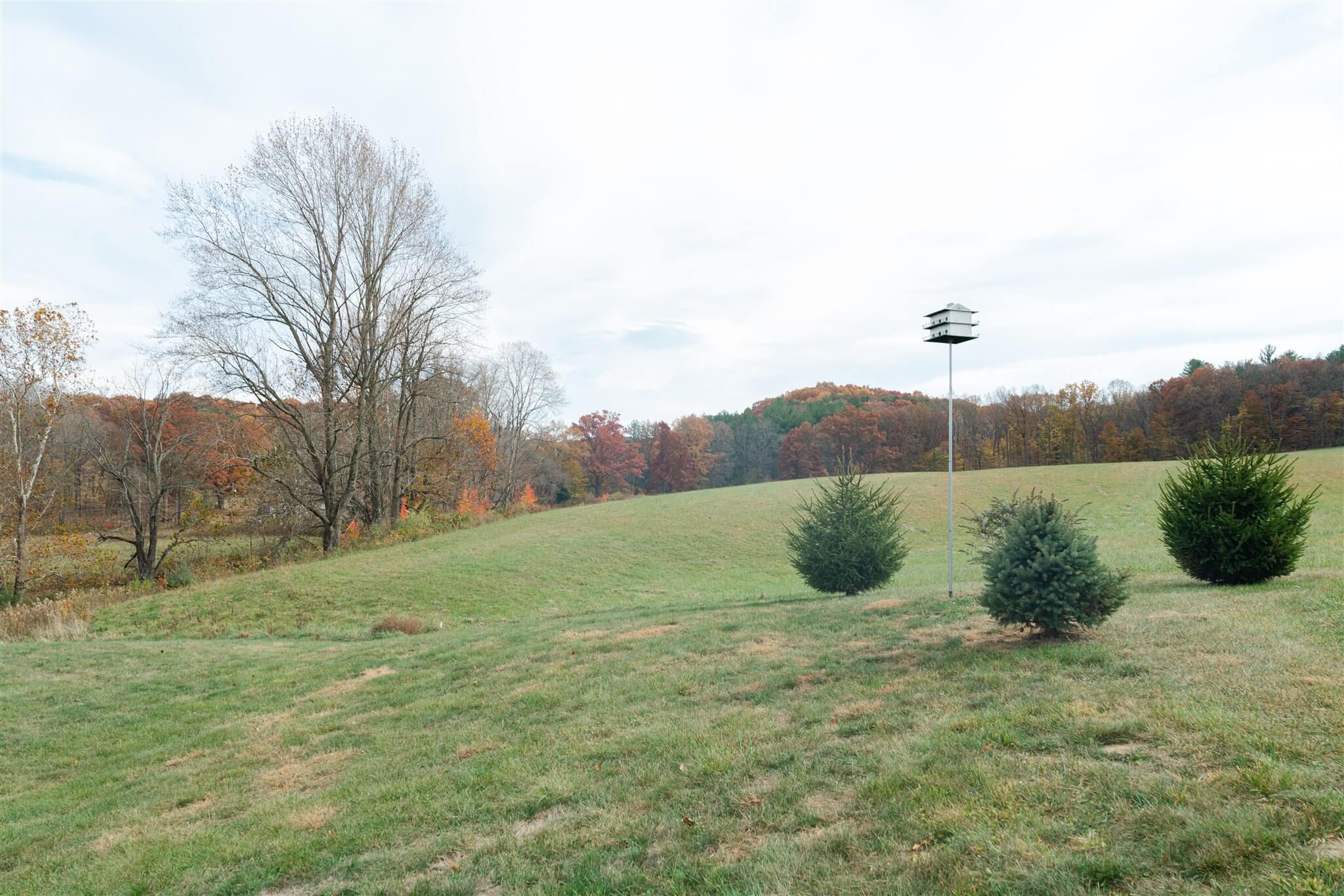 Open field with trees and birdhouse at The Homestead